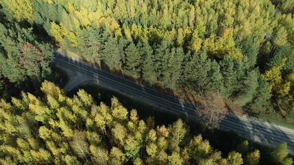 Aerial view of trees with yellow leaves on a sunny autumn day