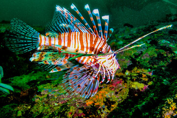 Lion fish in the indian ocean by the sri lanka coast