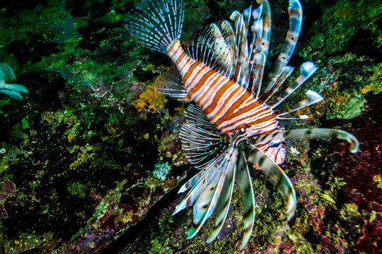 Lion fish in the indian ocean by the sri lanka coast