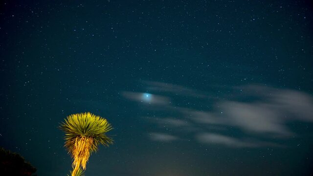 Time lapse video of the night sky with stars and clouds. Yukka tree in the foreground
