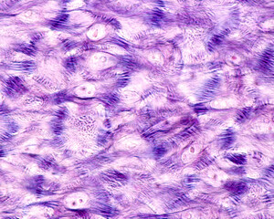 Fototapeta premium Epidermis. Stratum spinosum. Desmosomes