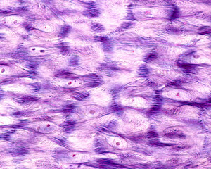 Obraz premium Epidermis. Stratum spinosum. Desmosomes
