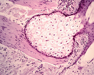 Pilosebaceous unit. Arrector pili muscle