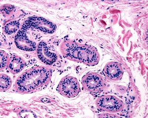 Human sweat gland. Secretory unit and excretory duct