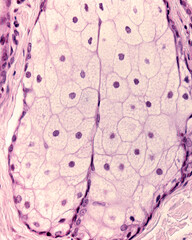 Human skin. Sebaceous gland
