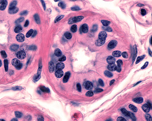 Human sweat gland. Secretory unit