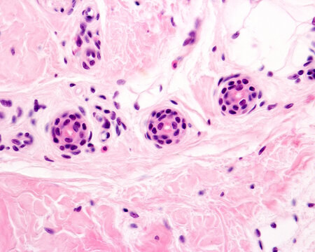 Human eccrine sweat gland. Excretory ducts