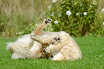 funny dog, golden retriever lying on meadow in the garden