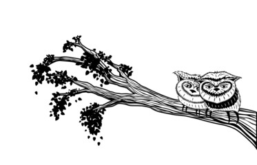two owls on tree