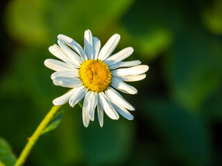 Closeup of a single white daisy flower