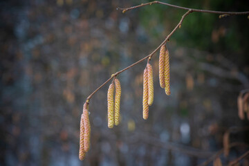 Naklejka premium A closeup image of alder tree flowers in winter