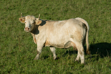 Fototapeta premium Cow on a meadow.