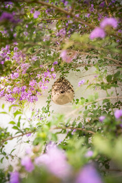 Avispero con sus abejas en &aacute;rbol con flores moradas en jard&iacute;n.  