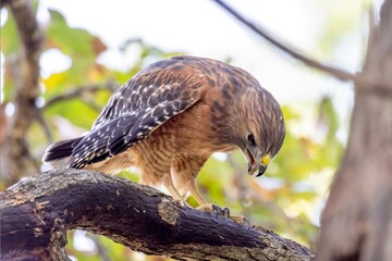 red tailed hawk