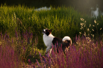 dog in the field