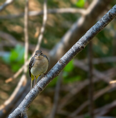 a bird on a branch in the forest