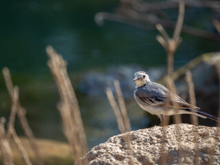 bird on a branch