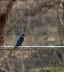 kingfisher on a branch