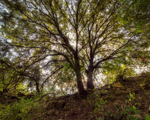 tree in the forest