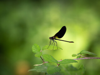black dragonfly on green background