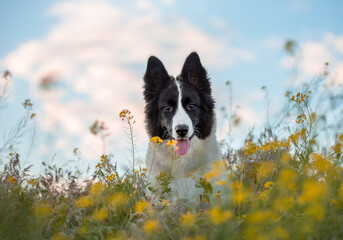 border collie dog