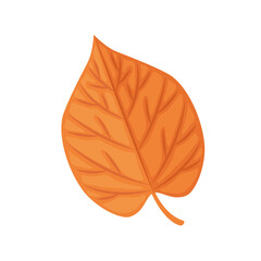 isolated autumn leaf