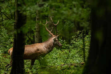 The Red Deer (Cervus elaphus) stag during the rutting season. The Bieszczady Mts, carpathians, Poland.
