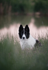 border collie puppy