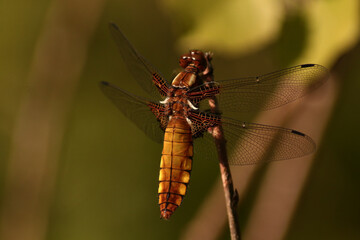 dragonfly on a branch