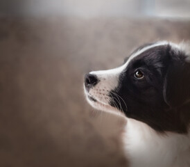 border collie puppy