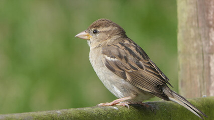 House Sparrow sitting on fence