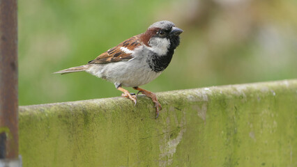 House Sparrow sitting on fence