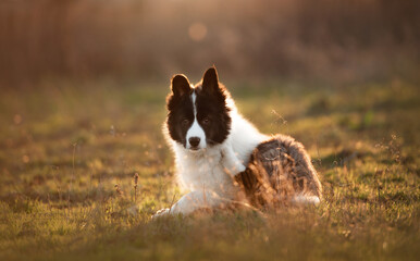 border collie dog on sunset