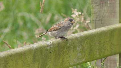 House Sparrow sitting on fence