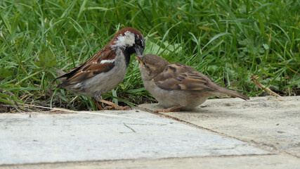 House Sparrow sitting on fence
