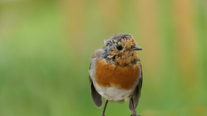 Robin chick searching for food UK