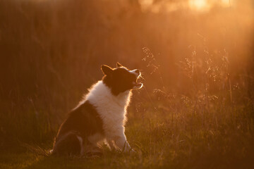 border collie dog on sunset