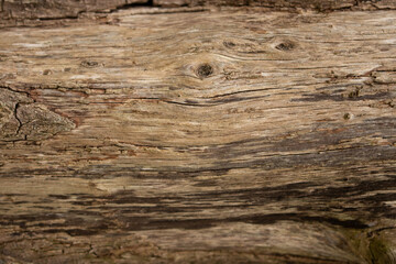 Naklejka na ściany i meble old tree bark