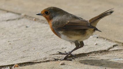 Robin sitting on a fence