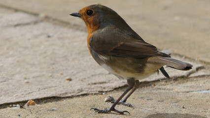 Robin feeding from Insect Coconut Suet Shell on ground