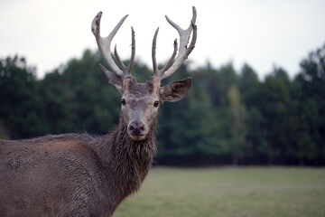 A deer grazes in a meadow near the forest.