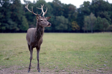 A deer grazes in a meadow near the forest.