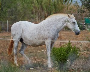 Obraz na płótnie Canvas Beautiful White Horse In a meadow