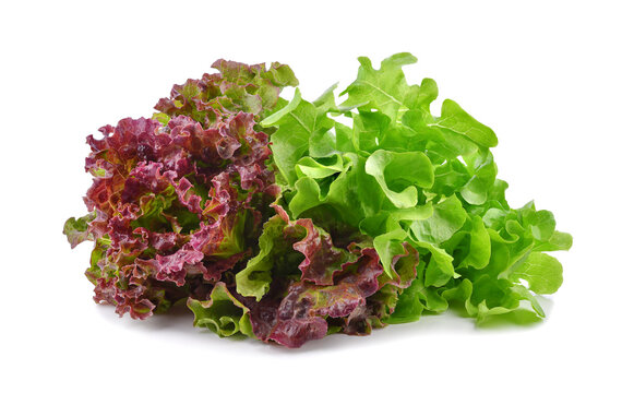 Fresh Red And Green Lettuce Isolated On White Background.