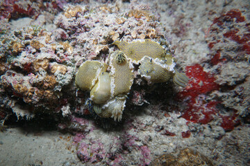 Nudibranch