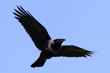Rook (corvus frugilegus) flying with blue sky background