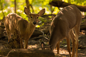 Two female white tailed deer foraging in the woods on a sunny summer day.