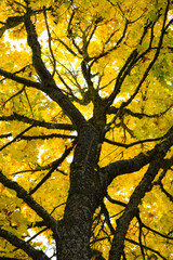 autumn tree in the park