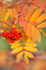  rowan trees red and yellow 