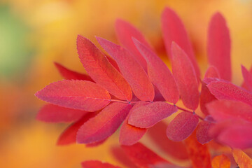 close up of red and yellow leaves